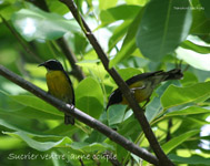 Sucrier ventre jaune couple_3088.jpg